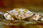 Portrait of Crab