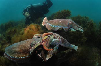 Mating Australian Giant Cuttlefish at Whyalla, South Australia