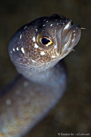 EunJae Im with a very amazing Garden Eel Close-up - at Dauin Philippines.