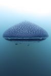 Head to Head with a Whale Shark