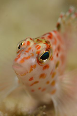 Eye Like a Hawkfish