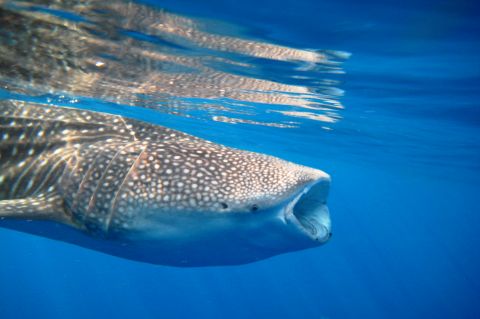 Whaleshark Kiss