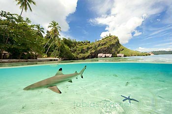 Black-tip Reefshark at Misool Eco Resort, Raja Ampat, Indonesia