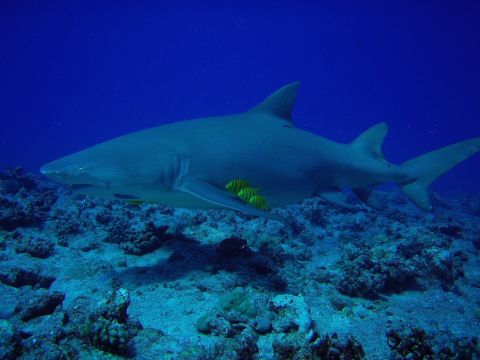 Lemon Shark