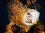 Frogfish Orange with open Mouth