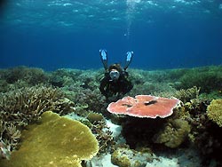 Cyclone Reef - an outer reef at Oro, Papua New Guinea