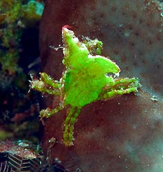 Halimeda Crab. New Ireland, Papua New Guinea.
