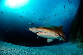 WINNER - SHARKS - Peter Hitchins - 7-night dive package at Tawali Resort for ONE