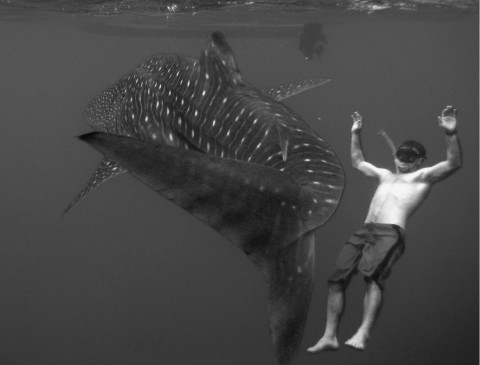 Relaxing with a Whaleshark