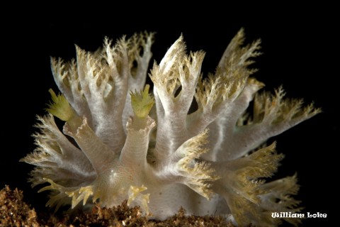 Mimic Nudibranch