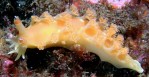 Apricot Nudibranch