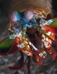 Peacock Mantis Shrimp