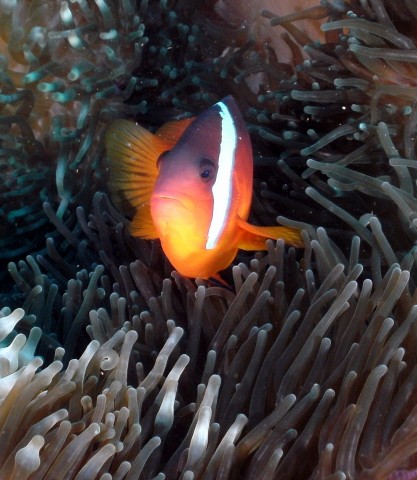 Black Anemonefish