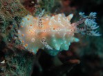 Nudibranch