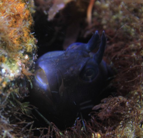 Golden Blenny