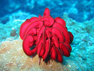 Feather Star (II)