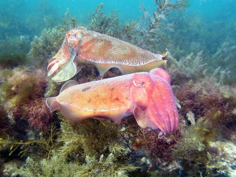 Cuttlefish Duo