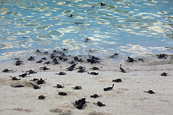 Baby turtles will typically make a mad dash for the water once they have dug themselves out of the sand. Photo courtesy Wakatobi Dive Resort 