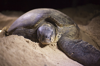 The same white sand beach that resort guests enjoy are also used by momma sea turtles, who come ashore under the cover of darkness to dig nests and bury a clutch of eggs in the sand, such as this large green female.   Photo by David Evison