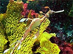 Common Weedy Sea Dragon