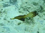 Leaf Pipefish