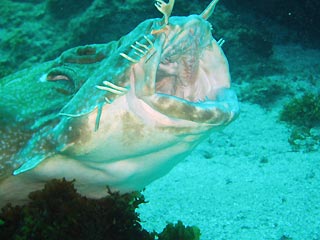 Wobbegong Shark