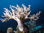 White soft coral tree