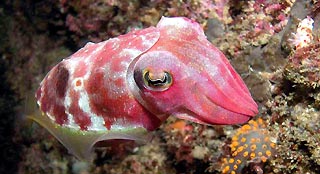 Bayby Cuttlefish