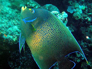 Adult Angelfish