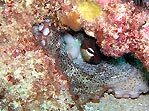A "Wary" octopus