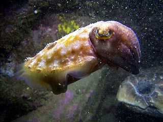 Turtle head and cuttlefish