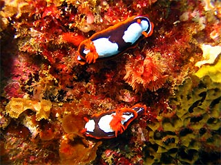 Nudibranch pair