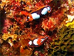 Nudibranch pair