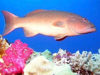 Coral Trout