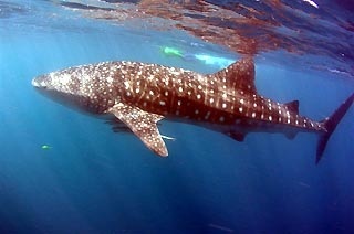 Whaleshark Season