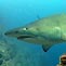 Encounters with Grey Nurse Sharks - A diving adventure