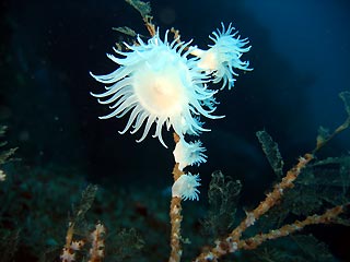 Tiger Anenome - Foggies Cave