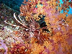 Lion in soft coral