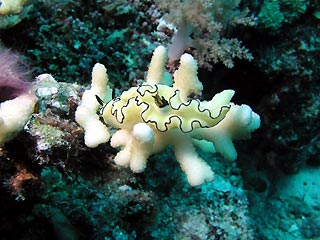 Nudibranch at Raine Island