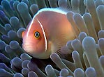 Peach or Pink Anemone fish