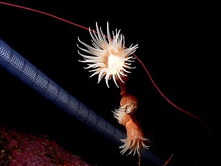 Anemones in Jervis Bay