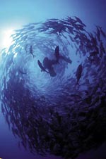 Diving Indonesia with Scuba Diver Australasia, underwater.com.au