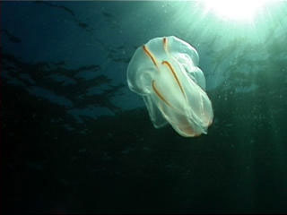 Comb Jellyfish