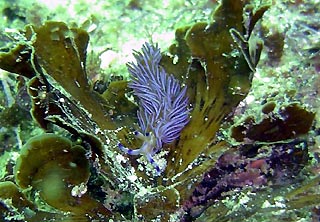 Nudibranchs at Jervis Bay