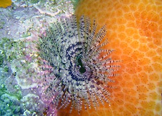 Tube worm at Jervis Bay