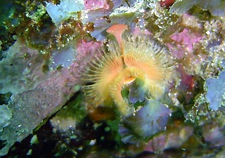 Tube worm at Jervis Bay
