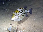 Western Smooth Boxfish