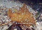 Sea hare