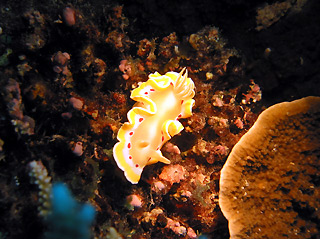 Blood-spotted Glossodoris