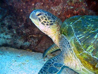 Flinders Turtle